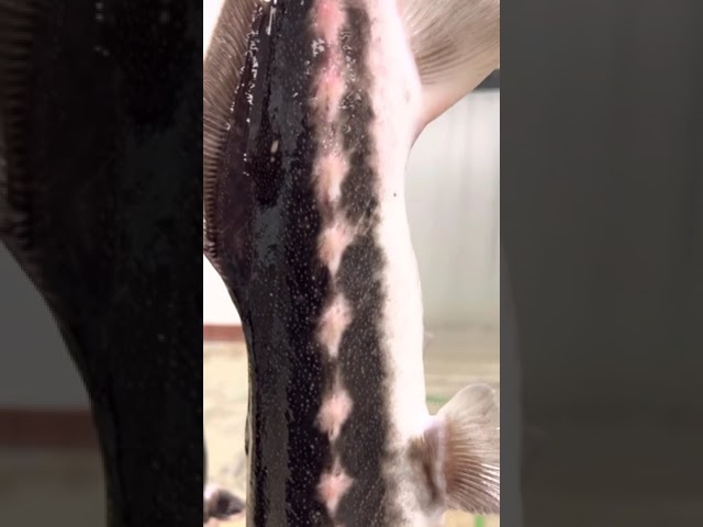 Sturgeon Scales