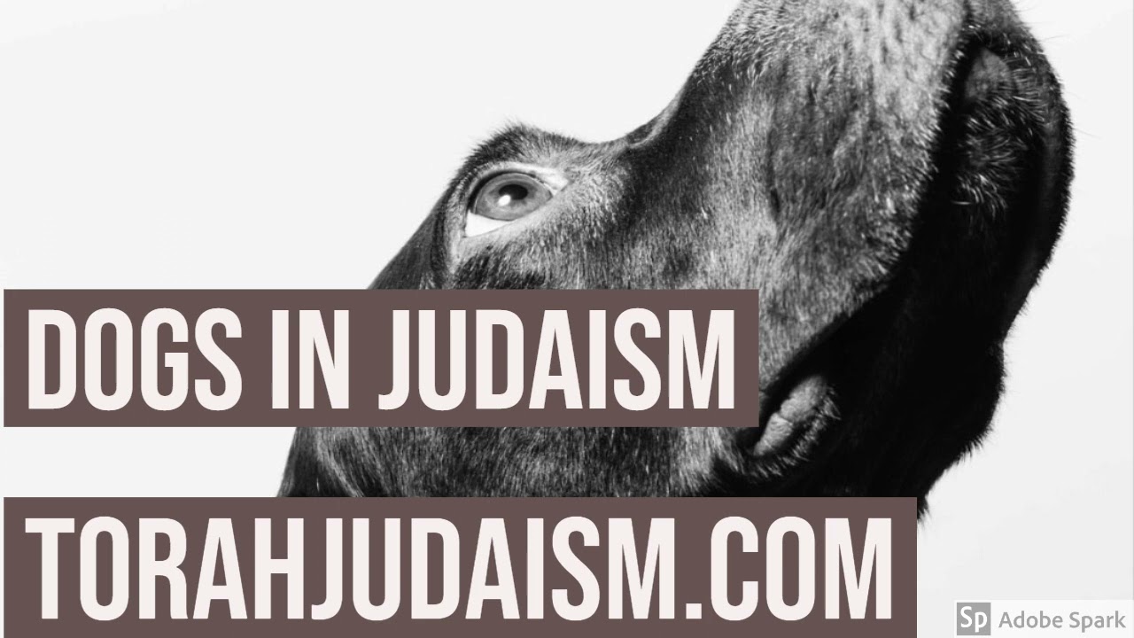 DOGS IN JUDAISM