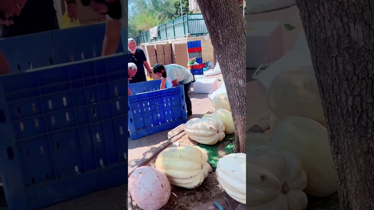 Produce G’mach (Sort of) In Kochav Ya’akov #ashermeza #israel #jewish #jerusalem #settlements #gaza